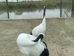 -盐城丹顶鹤湿地生态旅游区