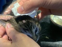 -御宝贝·A梦猫科宠物医院(国际猫友好医院)