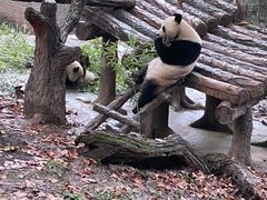 -都江堰中华大熊猫苑