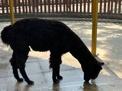 -国色天乡三期陆地乐园