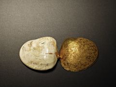 -上海观复博物馆