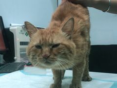 -pd派德宠物中心医院24H急重症·眼科中心·血液透析中心(嵩山北路店)