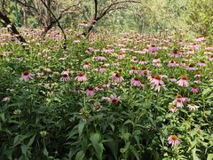 -森林公园(尖草坪区)