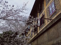 -武汉大学-樱园