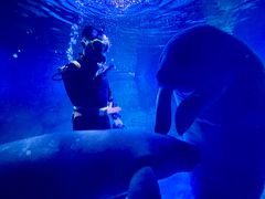 -烟台海昌鲸鲨海洋公园