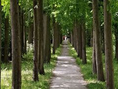 -上海长兴岛郊野公园