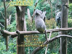 -广州长隆野生动物世界