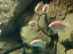 -苏州海洋馆