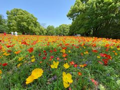 -上海共青森林公园