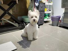 -PETKIT 小佩宠物·德文赛凯猫舍