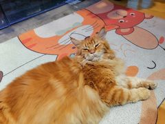 -藏猫猫咖啡主题馆(中央大道店)