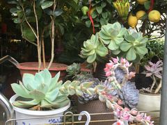 -溪岸路花鸟市场