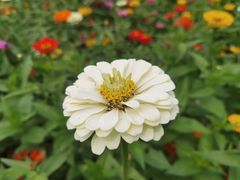 -长白岛森林公园