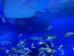 -海合安武汉极地海洋公园