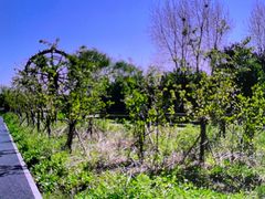 -溱湖国家湿地公园