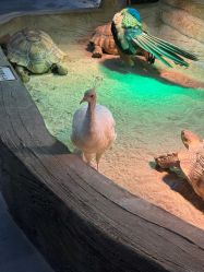 -Zoolung Zoolung动物主题公园(海信广场店)