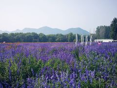 -北京东方普罗旺斯薰衣草庄园