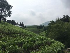 -帐篷客·溪龙茶谷度假酒店