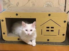 -纳吉亚猫专科动物医院(康都外科中心)