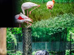 -杭州野生动物世界