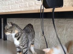 -平行世界·猫咖(首经贸店)