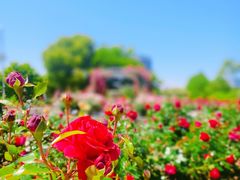 -奉浦四季生态园