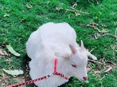 -前小桔亲子创意农场·草莓采摘·露营烧烤