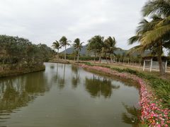-亚龙湾国际玫瑰谷