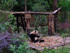 -成都大熊猫繁育研究基地