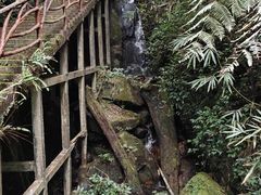 -海南热带雨林国家公园吊罗山景区