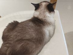 -藏猫猫咖啡主题馆(中央大道店)