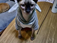 -李小姐の猫咖啡馆(五角场店)