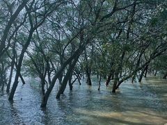 -宝安西湾红树林湿地公园
