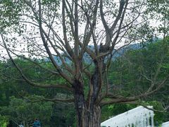 -深圳仙湖植物园