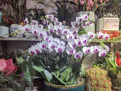 -循礼门鲜花花市(武汉循礼门店)