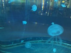 -石家庄海洋公园