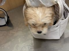 -米苏动物医院·犬猫专科·骨科外科内窥镜