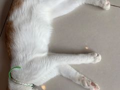 -平行世界·猫咖(首经贸店)