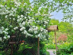 -上海共青森林公园