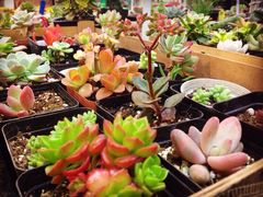 双季花艺园艺市场-双季花艺园艺市场(浦东店)