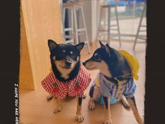 -南京Hallo宠物乐园·哈罗犬舍·柴犬繁育基地