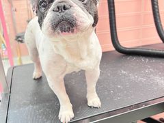 -FAELING PETS美天灵宠物(合生汇店)