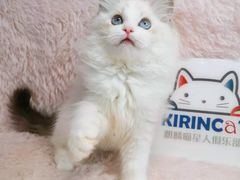 -十年猫舍·猫咪专门店(普陀店)
