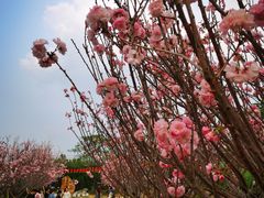 -天适樱花悠乐园