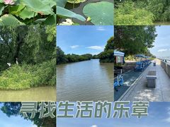 -大湾区中央湿地公园