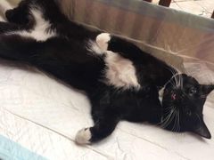 -灵美宠物诊所