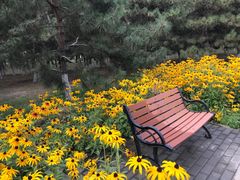 -大兴滨河森林公园