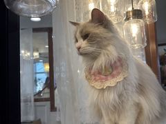 -共舞时光猫咖·狗咖(新街口店)