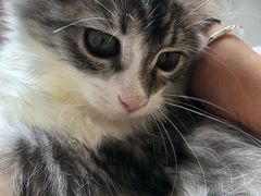 -瞄一喵猫咖(格力海岸店)