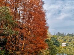 -深圳仙湖植物园